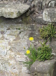 SX13850 Dandelions on wall of Bronllys Castle.jpg